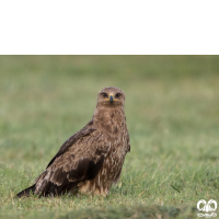 گونه عقاب خالدار کوچک Lesser Spotted Eagle